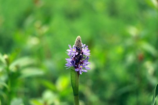 风信子花