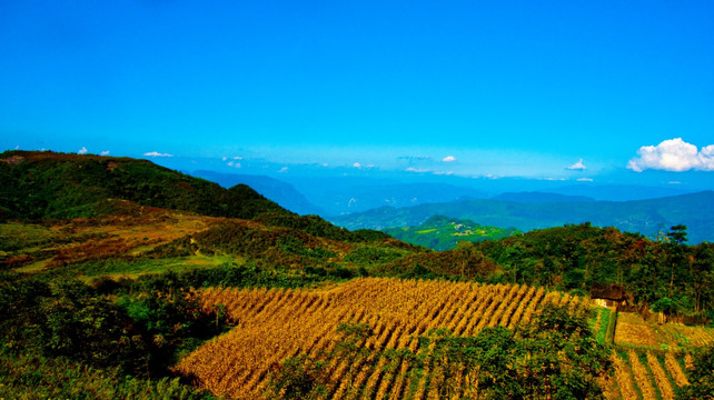 山村 庄稼地