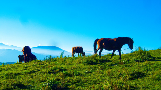 牧马 山顶风光