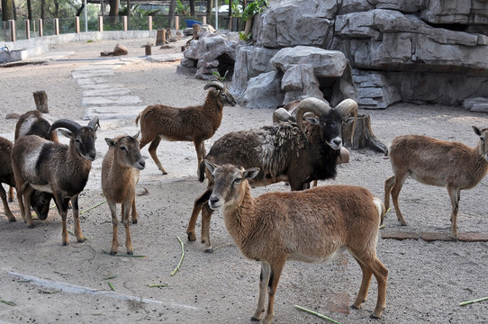 动物园山羚羊