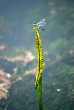 蜻蜓