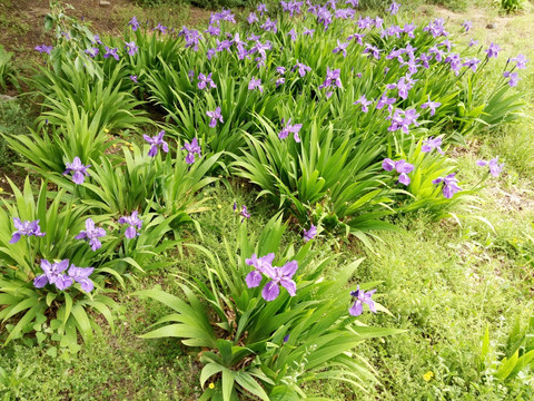 鸢尾花