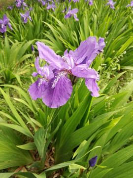 鸢尾花