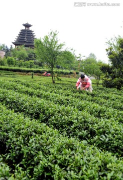 茶园茶叶采摘