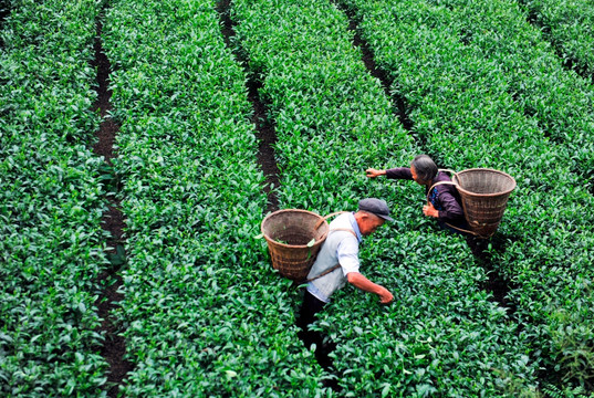 茶园夫妻采摘茶叶