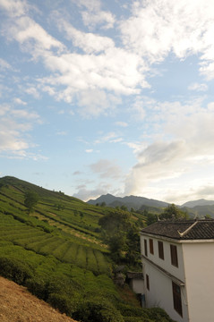 茶园蓝天白云风景