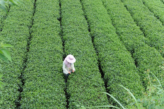 茶园蓝天白云风景