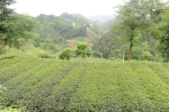 茶园蓝天白云风景