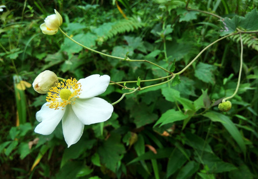 野棉花