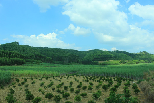 家乡的田园