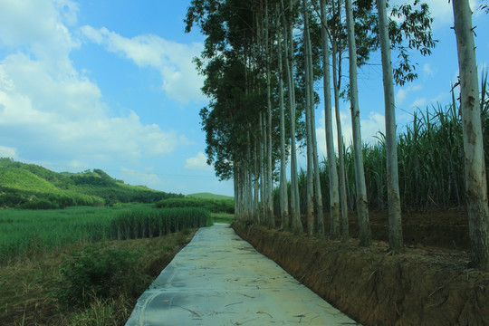 乡间小路