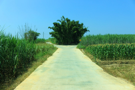 回家的路