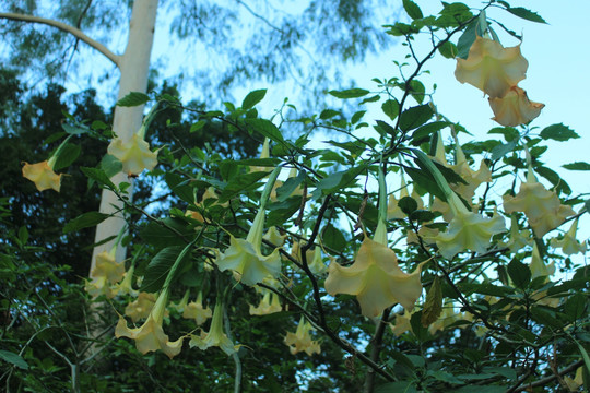 曼陀罗花