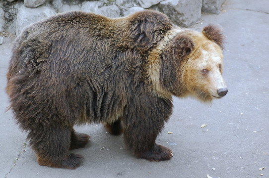 灰熊 棕熊 大型猛兽
