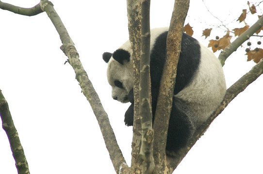 树上嬉戏的大熊猫