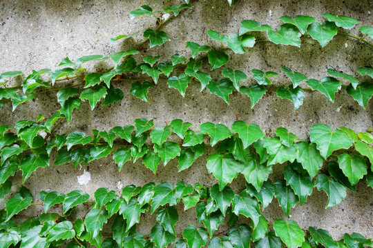 植物墙 绿叶墙 爬山虎 水泥墙