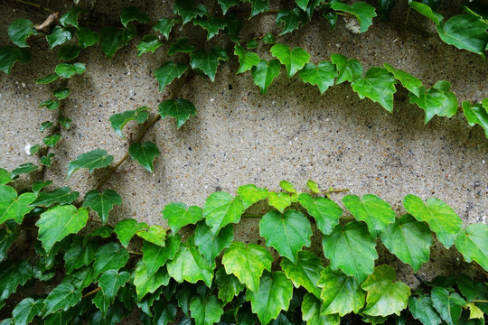 植物墙 绿叶墙 爬山虎 水泥墙