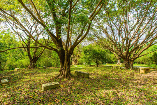 阳光绿树草地