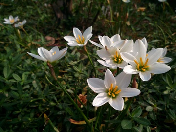 水仙花