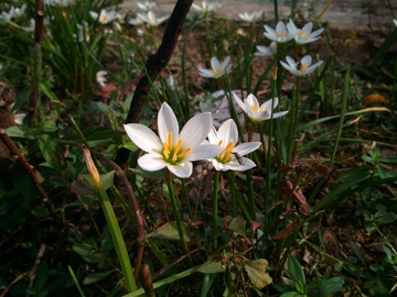 水仙花