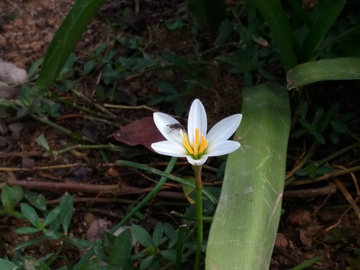 水仙花