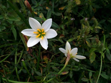 水仙花