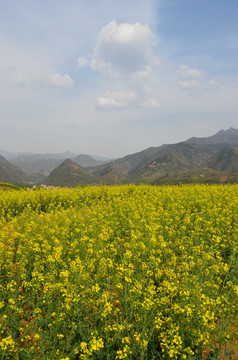 油菜花开