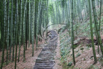 竹林小路