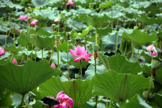 荷花池