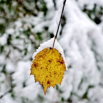 雪