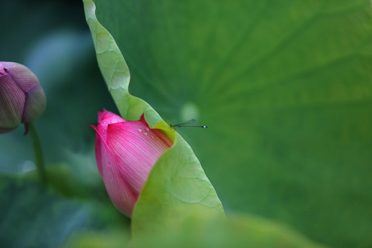 荷花 花瓣