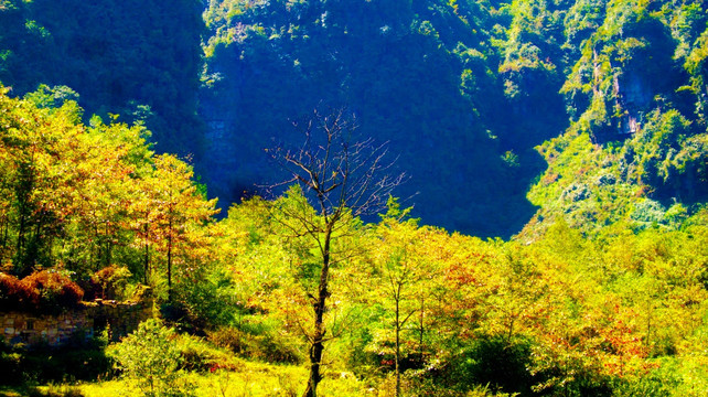 秋天树林 红叶