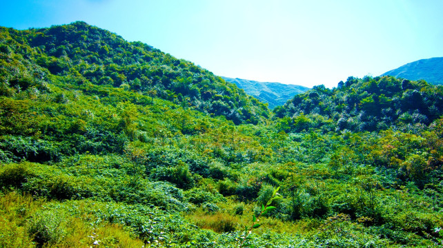 山地  山野