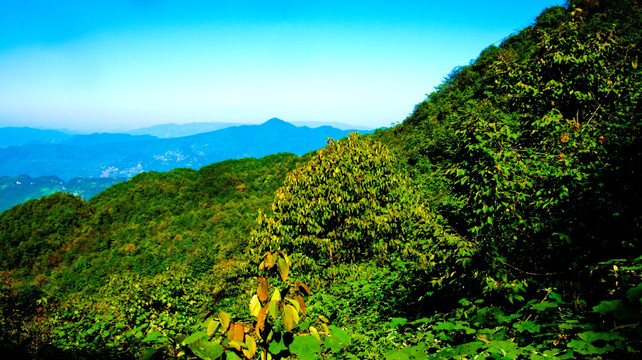 青山 山野