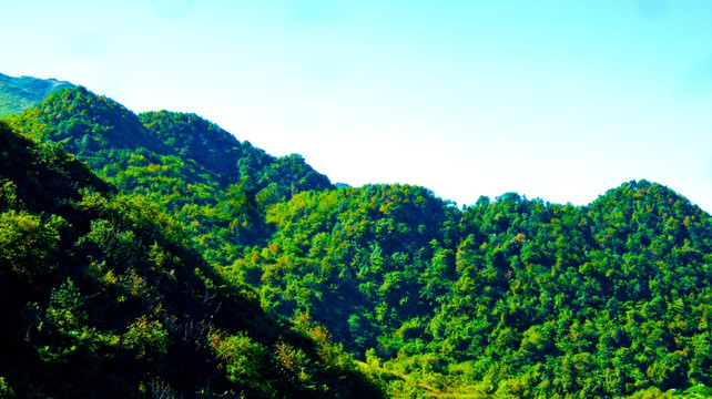 树林 青山