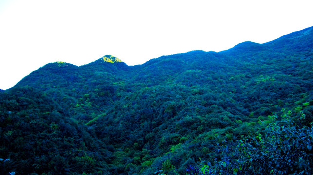 青山 山林