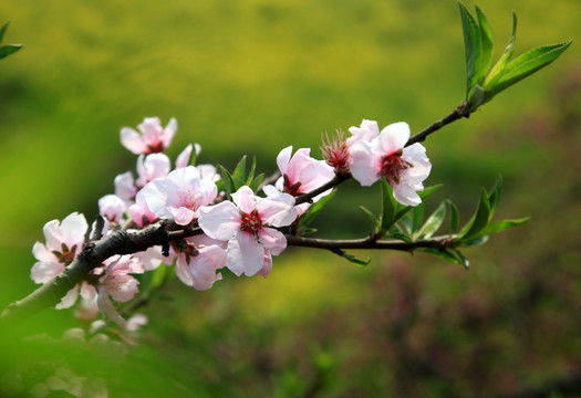 桃花花卉