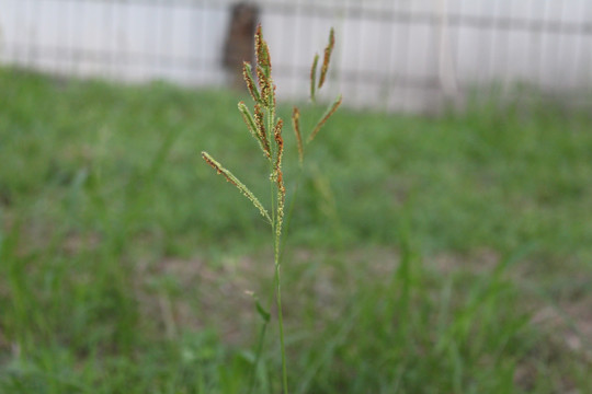 野草