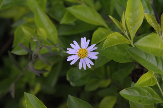 雨后野花阿尔泰紫菀