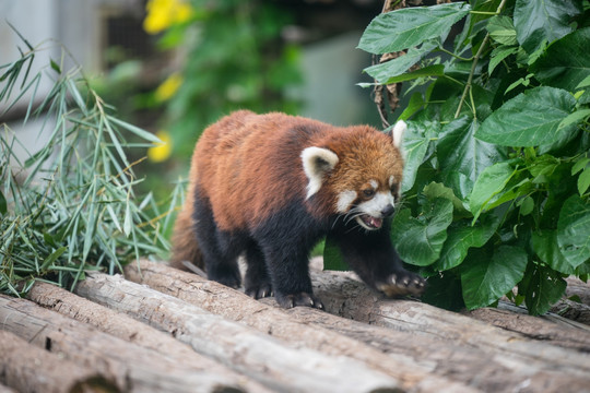 小熊猫