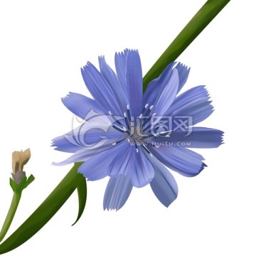 花朵 蓝色的花朵 小菊花