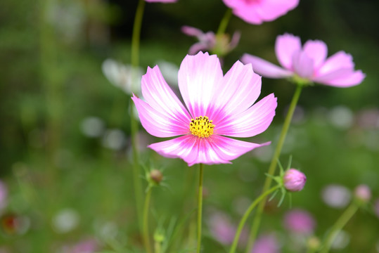 格桑花