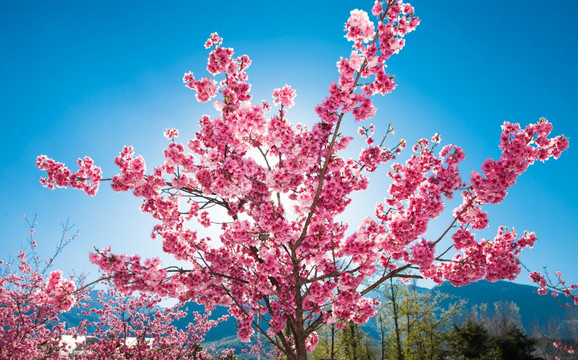 樱花