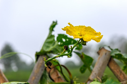 丝瓜花