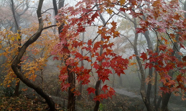 琅琊山秋雨连绵枫叶红