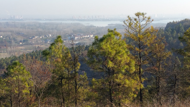 山坡松林