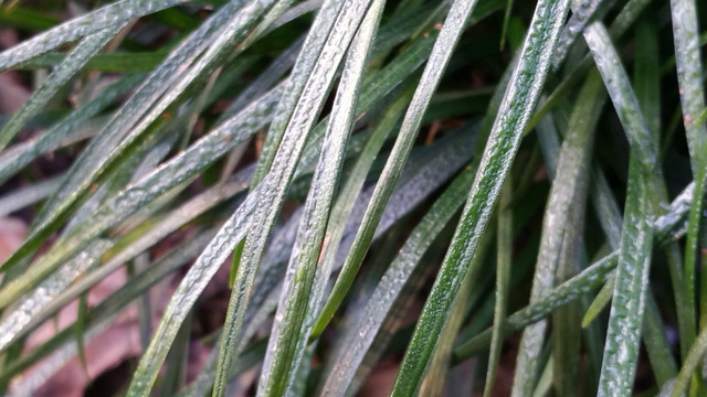 兰花草水珠