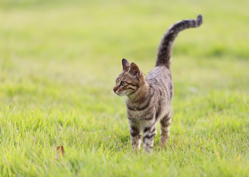 小花猫