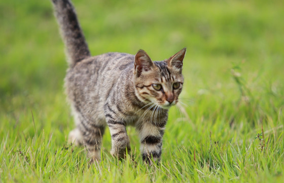 小花猫