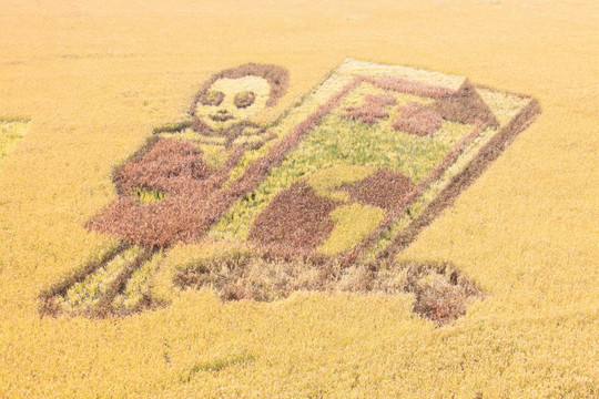 稻梦空间 稻田画 麦穗 麦田